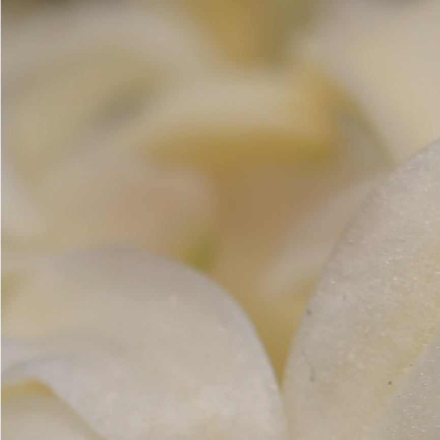 Fleur Eclair FLEUR ÉCLAIR – Régime des Fleurs